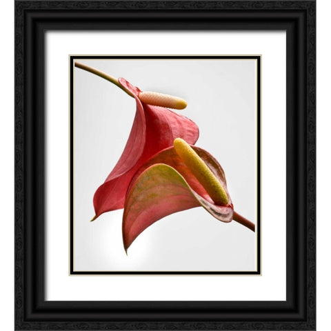 Anthurium 2 Black Ornate Wood Framed Art Print with Double Matting by Seidman, Barry