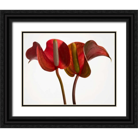 Anthurium 1 Black Ornate Wood Framed Art Print with Double Matting by Seidman, Barry