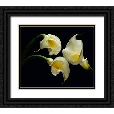 Three Calla Lillies Black Ornate Wood Framed Art Print with Double Matting by Seidman, Barry