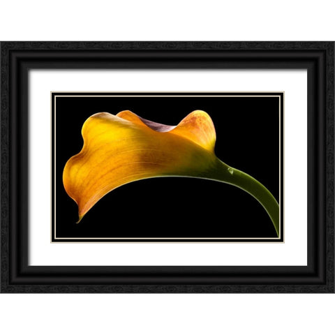 Mango Calla Lily Black Ornate Wood Framed Art Print with Double Matting by Seidman, Barry