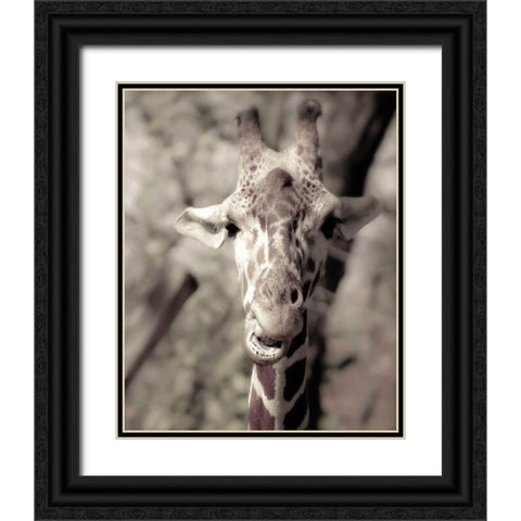 Giraffe whats up Black Ornate Wood Framed Art Print with Double Matting by Davis Ashley
