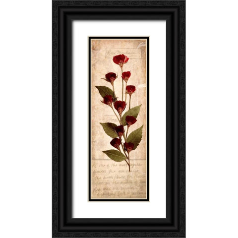 June Rose 1 Black Ornate Wood Framed Art Print with Double Matting by Stimson, Diane