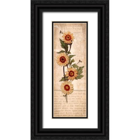 April Daisy Black Ornate Wood Framed Art Print with Double Matting by Stimson, Diane