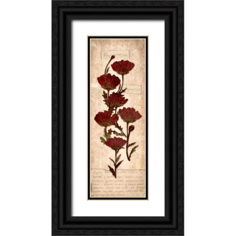August Poppy Black Ornate Wood Framed Art Print with Double Matting by Stimson, Diane