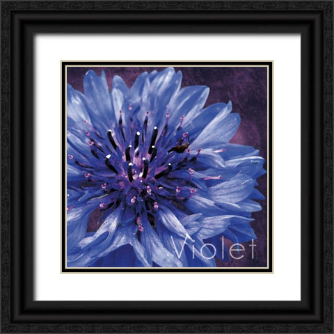 Violet Flower Black Ornate Wood Framed Art Print with Double Matting by Gibbons, Lauren