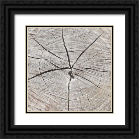 Tree Rings Black Ornate Wood Framed Art Print with Double Matting by Grey, Jace