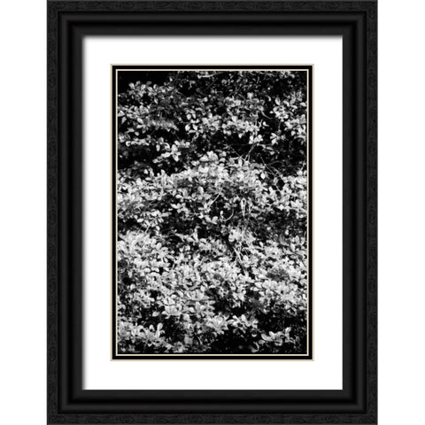 Beach Foliage 6 Black Ornate Wood Framed Art Print with Double Matting by Grey, Jace