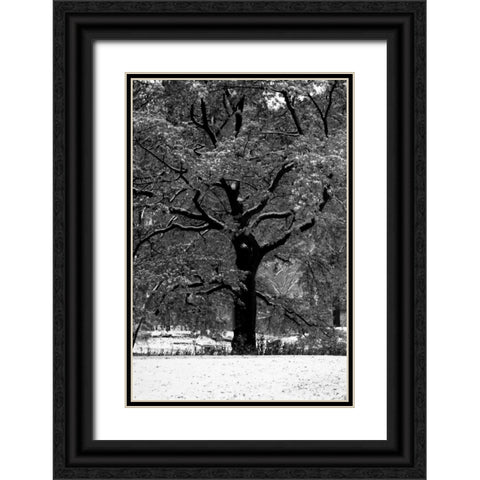 Central Park Solitary Friend Black Ornate Wood Framed Art Print with Double Matting by Grey, Jace