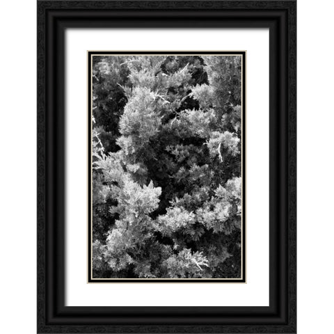 Beach Foliage 3 Black Ornate Wood Framed Art Print with Double Matting by Grey, Jace