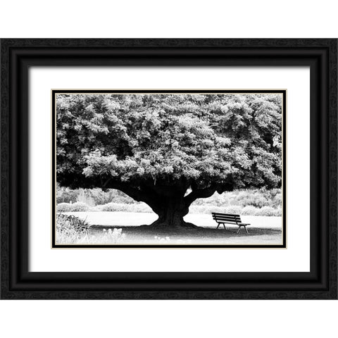 LA Arboretum Black Ornate Wood Framed Art Print with Double Matting by Grey, Jace