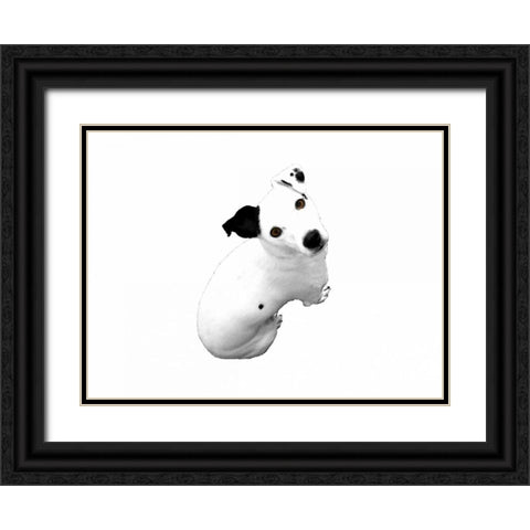 Jack Russell Buddy 1 Black Ornate Wood Framed Art Print with Double Matting by Grey, Jace