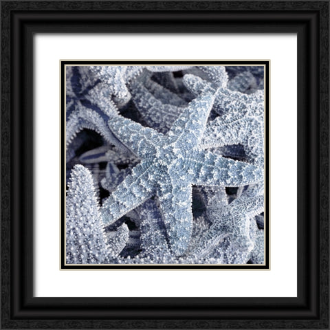 Starfish Beach 2 V3 Black Ornate Wood Framed Art Print with Double Matting by Allen, Kimberly