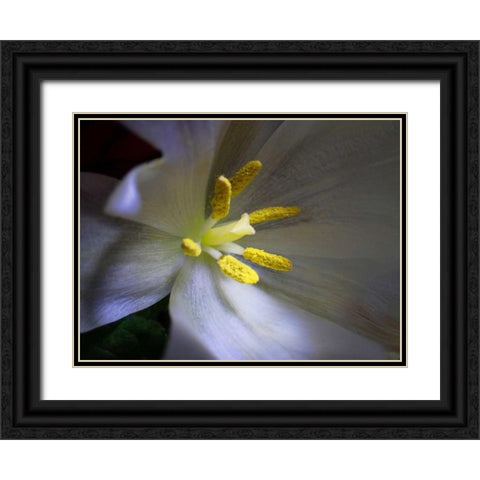 Tulpe Stempel Blau Black Ornate Wood Framed Art Print with Double Matting by May