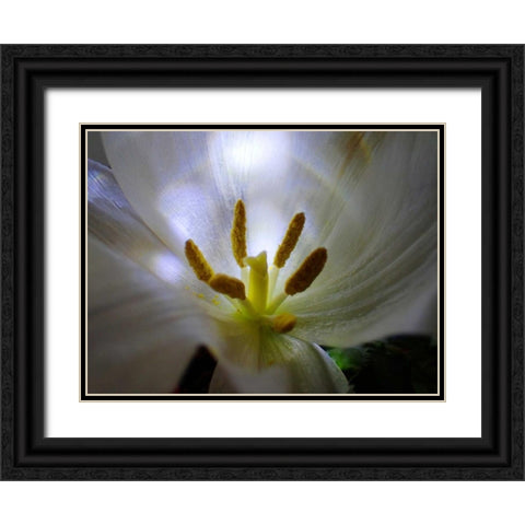 Tulpe Stempel Blau 2 Black Ornate Wood Framed Art Print with Double Matting by May