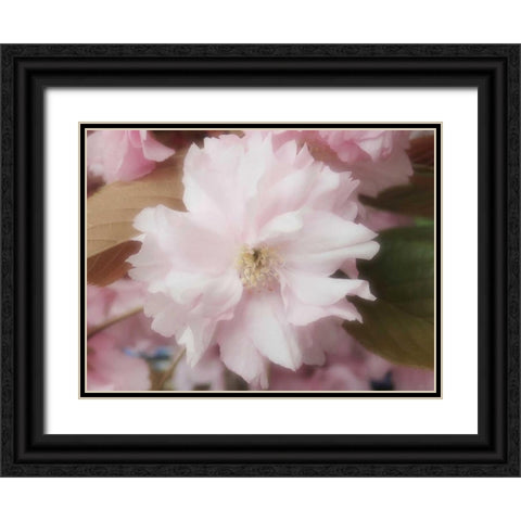 Soft Japanische Kirsche Black Ornate Wood Framed Art Print with Double Matting by May