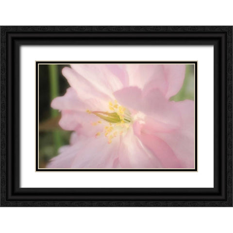 Soft Japanische Kirsche 2 Black Ornate Wood Framed Art Print with Double Matting by May