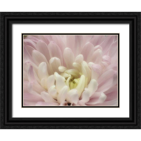 Blume Chrysantheme 2 Black Ornate Wood Framed Art Print with Double Matting by May