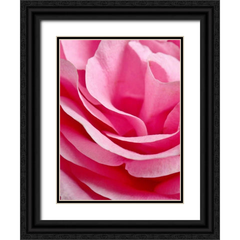 Rose Nahbereich Black Ornate Wood Framed Art Print with Double Matting by May