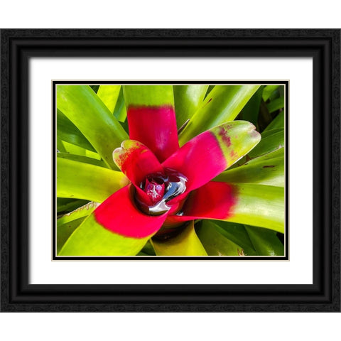 A Slow Sip Black Ornate Wood Framed Art Print with Double Matting by Nebula, Melissa