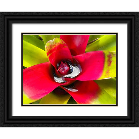 Sip Me Slowly Black Ornate Wood Framed Art Print with Double Matting by Nebula, Melissa