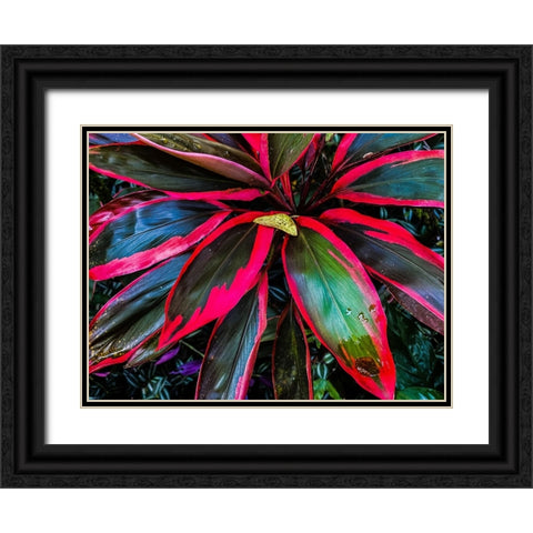 Shady Ti Tree Black Ornate Wood Framed Art Print with Double Matting by Nebula, Melissa