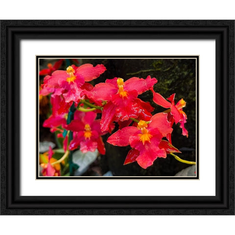 Coy Orchids In Red Black Ornate Wood Framed Art Print with Double Matting by Nebula, Melissa