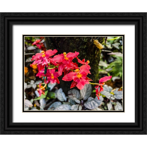 Curly Orchid Hug Black Ornate Wood Framed Art Print with Double Matting by Nebula, Melissa