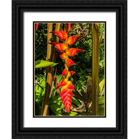 Heliconia Drop Black Ornate Wood Framed Art Print with Double Matting by Nebula, Melissa