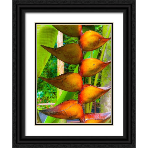 Heliconia Sip Black Ornate Wood Framed Art Print with Double Matting by Nebula, Melissa