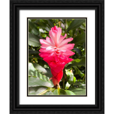 Blooming Sweetness Black Ornate Wood Framed Art Print with Double Matting by Nebula, Melissa