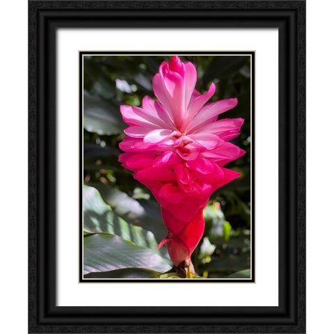 Ginger Awakening Black Ornate Wood Framed Art Print with Double Matting by Nebula, Melissa