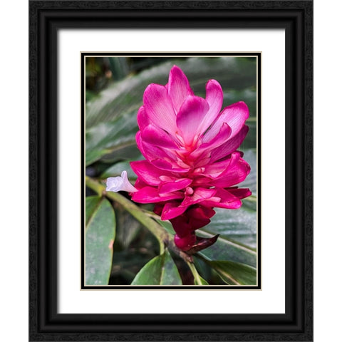 Ginger Blossom Black Ornate Wood Framed Art Print with Double Matting by Nebula, Melissa