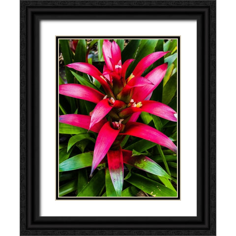 Botanical Bromeliad Black Ornate Wood Framed Art Print with Double Matting by Nebula, Melissa