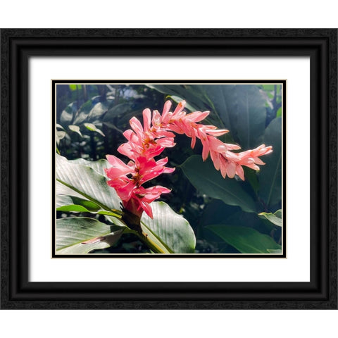 Lazy Ginger Black Ornate Wood Framed Art Print with Double Matting by Nebula, Melissa