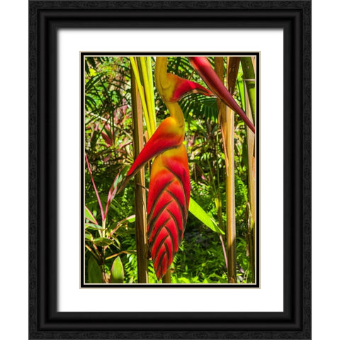 Tropical Bromeliad Bird Black Ornate Wood Framed Art Print with Double Matting by Nebula, Melissa
