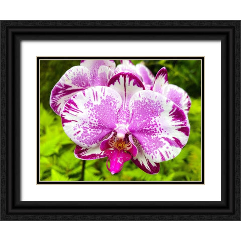 Dappled Orchid In Magenta Black Ornate Wood Framed Art Print with Double Matting by Nebula, Melissa