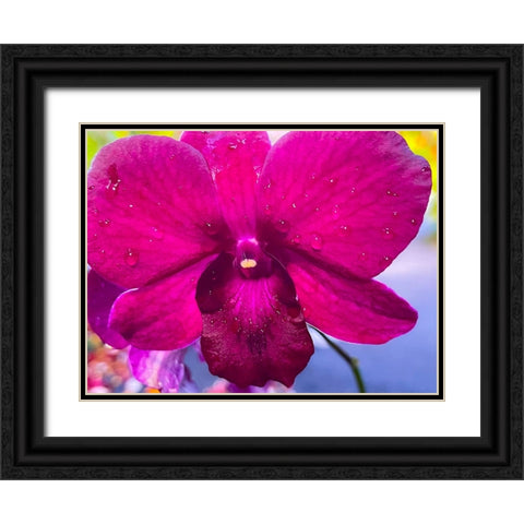 Orchid Daze Black Ornate Wood Framed Art Print with Double Matting by Nebula, Melissa