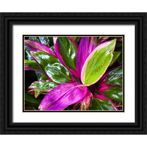 Leaf Spray Black Ornate Wood Framed Art Print with Double Matting by Nebula, Melissa