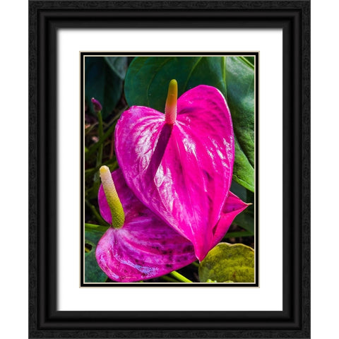 Heartfelt Anthurium Black Ornate Wood Framed Art Print with Double Matting by Nebula, Melissa