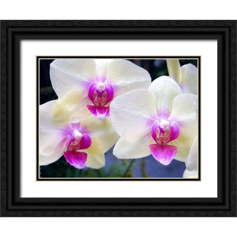Orchid Cleanse Black Ornate Wood Framed Art Print with Double Matting by Nebula, Melissa