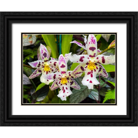 Look At Me Orchids Black Ornate Wood Framed Art Print with Double Matting by Nebula, Melissa