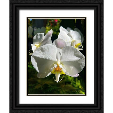 Orchid Peace In White Black Ornate Wood Framed Art Print with Double Matting by Nebula, Melissa