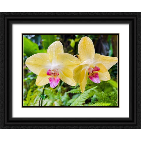 Orchid peace In Yellow Black Ornate Wood Framed Art Print with Double Matting by Nebula, Melissa