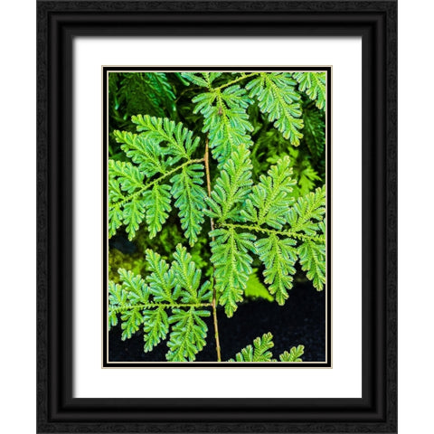 Evergreen Lace Black Ornate Wood Framed Art Print with Double Matting by Nebula, Melissa