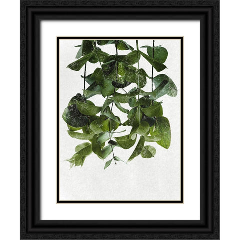 Hanging Eucalyptus Black Ornate Wood Framed Art Print with Double Matting by Prime, Marcus