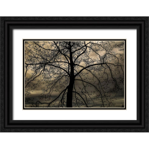 Conversation Of Earth Black Ornate Wood Framed Art Print with Double Matting by DeLuca, Pat