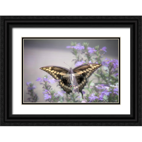 Pristine Desire 2 Black Ornate Wood Framed Art Print with Double Matting by DeLuca, Pat