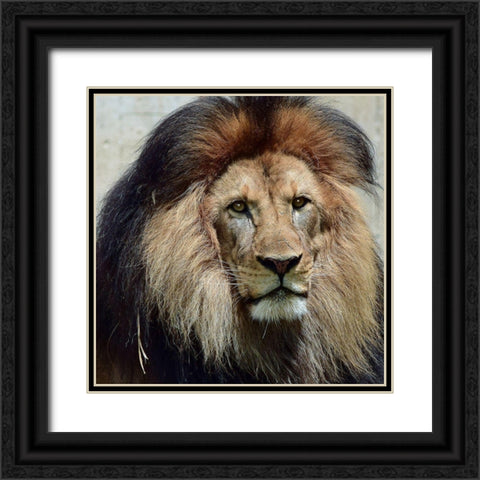 Action of Clarity Black Ornate Wood Framed Art Print with Double Matting by DeLuca, Pat