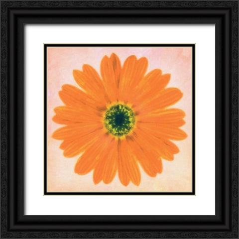 DAISY CHAIN 3 Black Ornate Wood Framed Art Print with Double Matting by Greene, Taylor