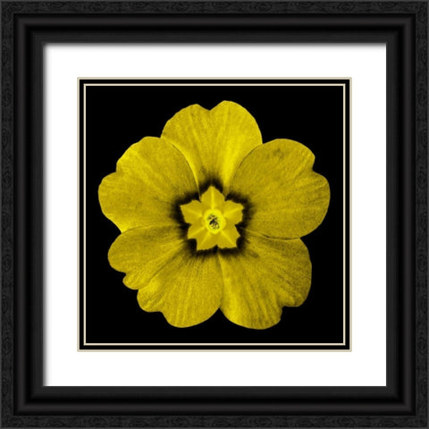 Sepia Floral I Black Ornate Wood Framed Art Print with Double Matting by Greene, Taylor
